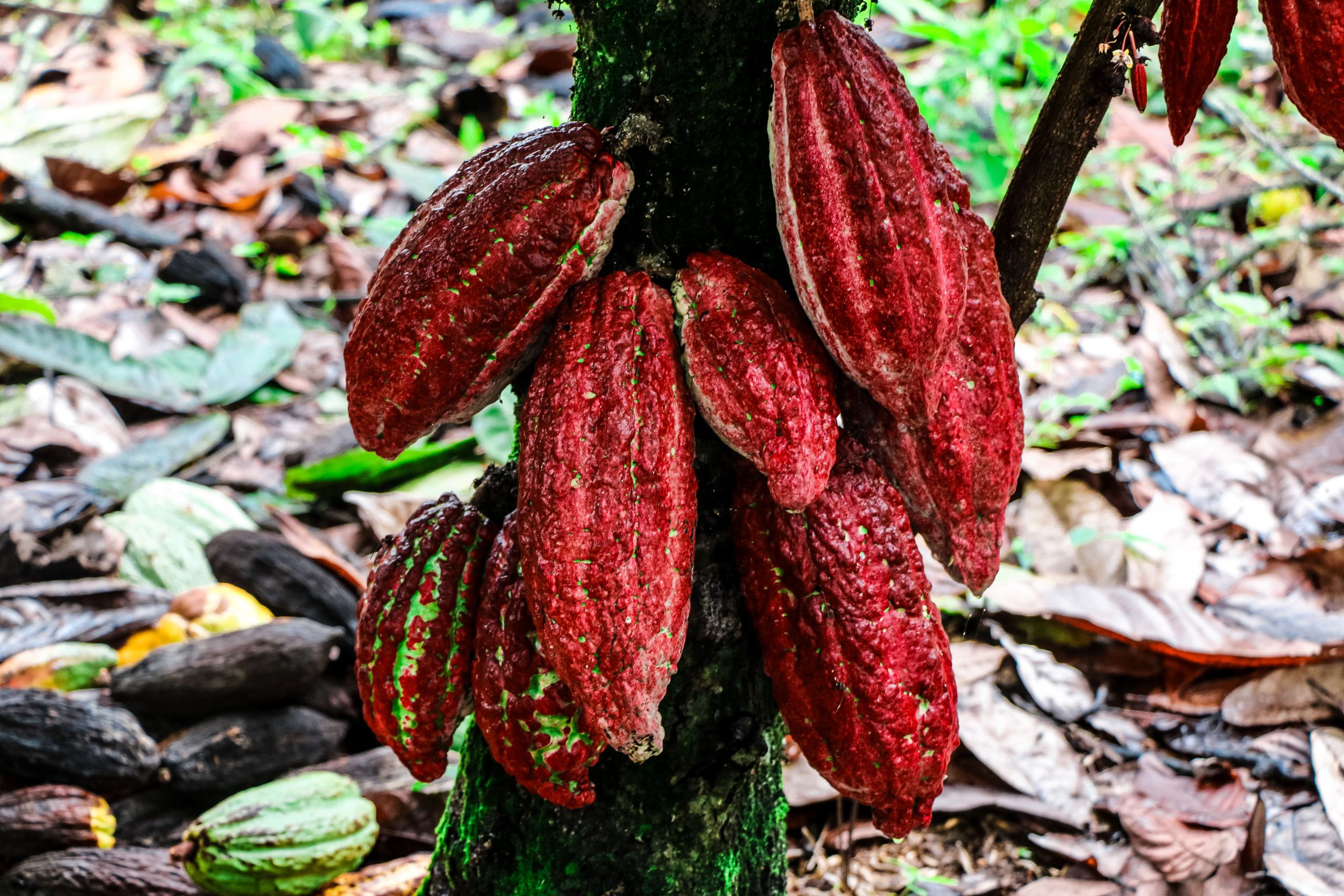 cacao_02