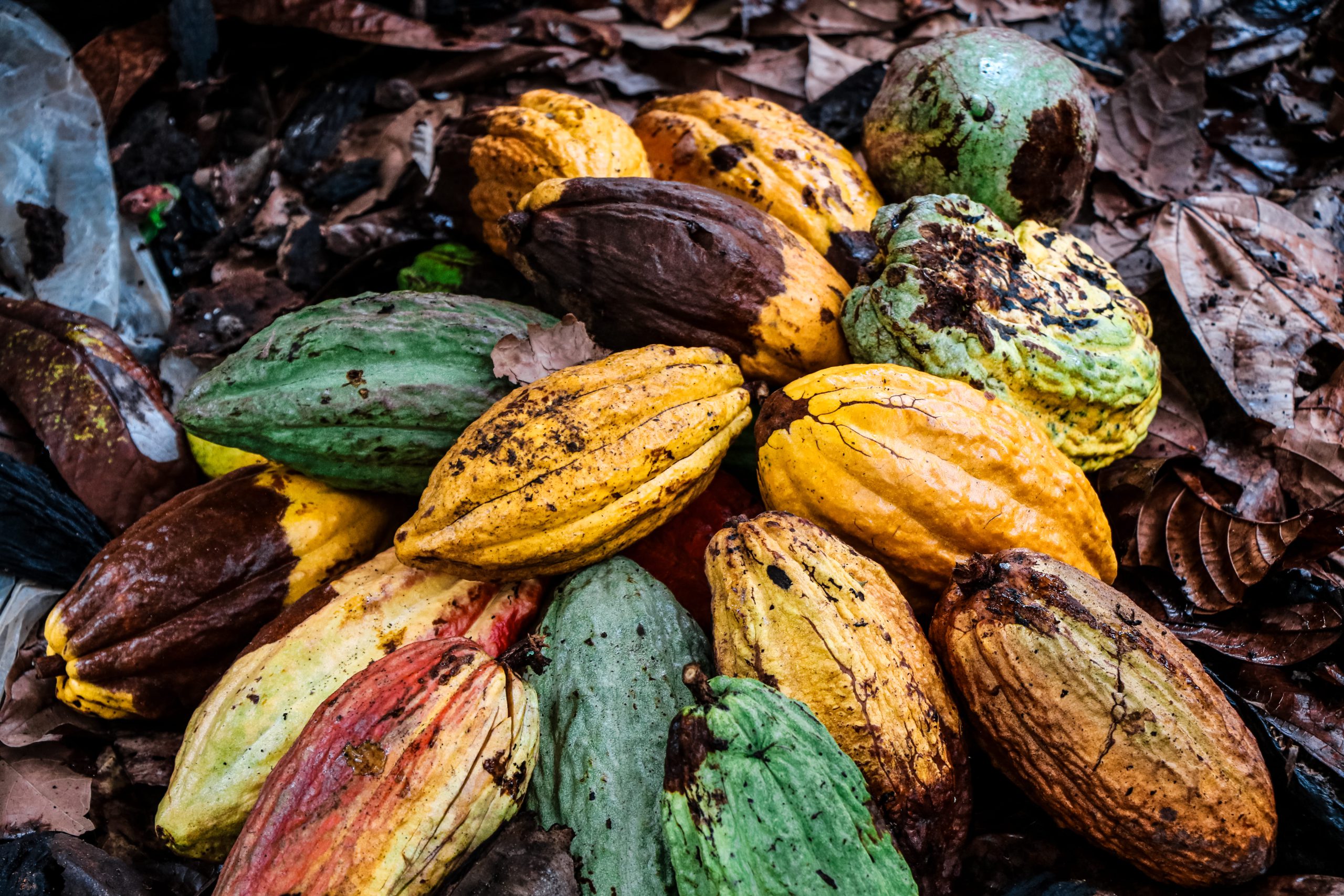 cacao_03