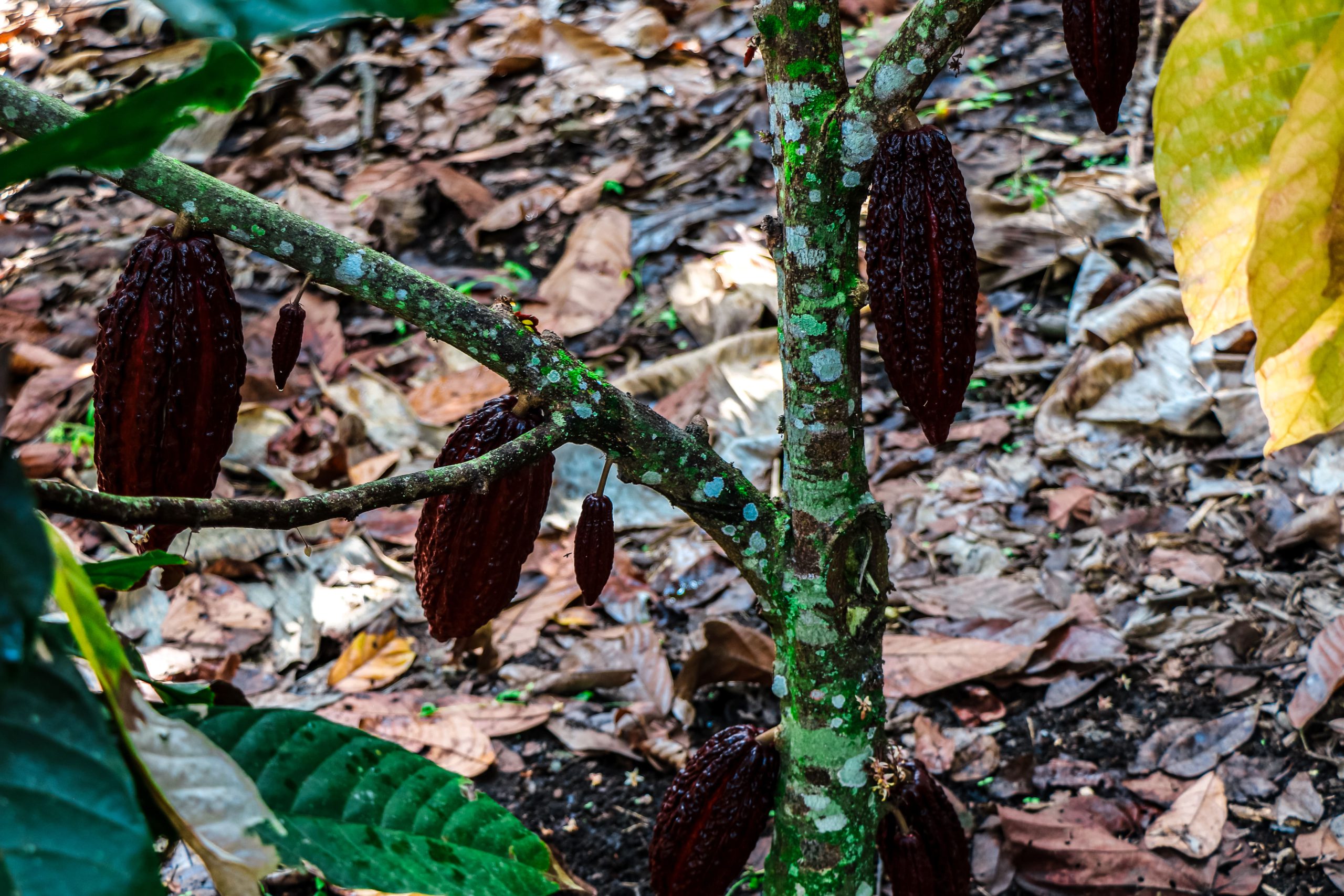 maestro_cacao_02