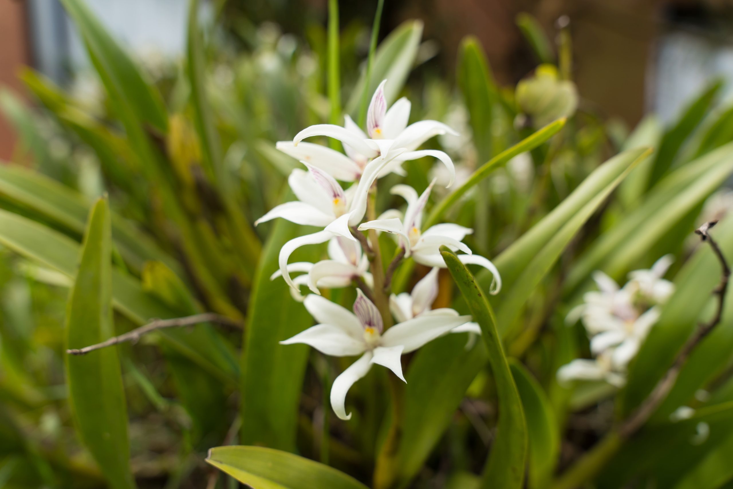 Prosthechea